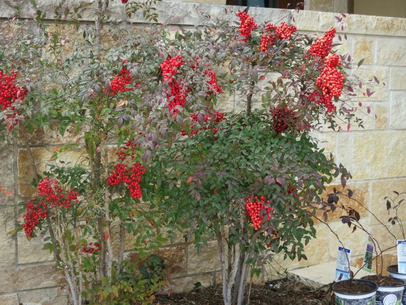 Domestic Nandina Live Plant – Heavenly Bamboo Shrub – 2.5 inch Pot, 6-12 inches Tall - Image 1
