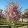 Double Pink Flowering Cherry Tree Live Plant 6-12 Inch Tall - Outdoor Ornamental - Image 1