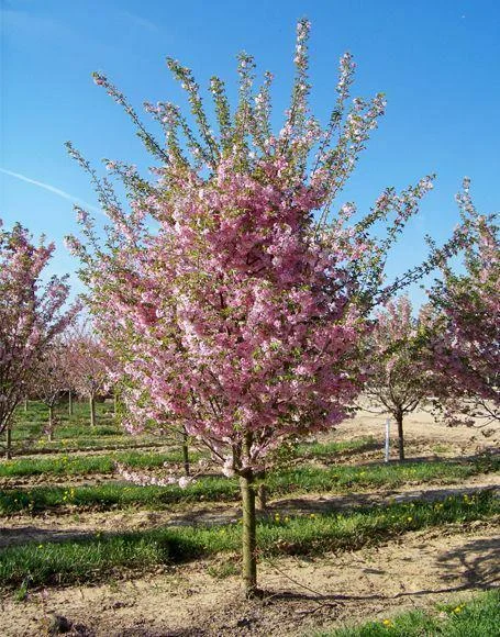 Double Pink Flowering Cherry Tree Live Plant 6-12 Inch Tall - Outdoor Ornamental - Image 1