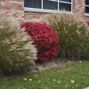 Dwarf Burning Bush Live Plant 12-18" - Euonymus Alatus Compactus - Image 1