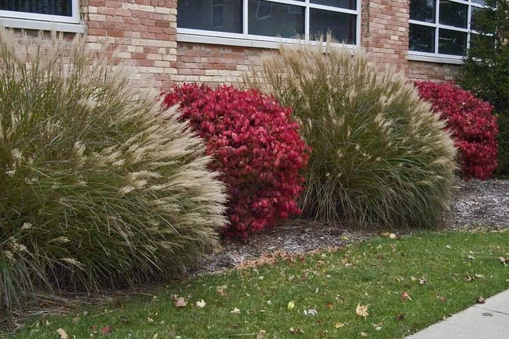 Dwarf Burning Bush Live Plant 12-18" - Euonymus Alatus Compactus - Image 1
