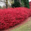 Dwarf Burning Bush Live Plant - 6-12 Inch Tall, 4-inch Pot, Hardy Shrub - Image 1