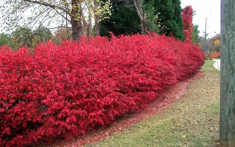 Dwarf Burning Bush Live Plant - 6-12 Inch Tall, 4-inch Pot, Hardy Shrub - Image 1