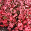 Dwarf Nandina Firepower Tree Live Plant 6 to 12 Inch Tall (ornamental shrub) Dwarf Nandina Firepower Tree Live Plant 6 to 12 Inch Tall (ornamental shrub) - Image 1
