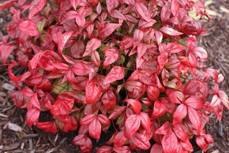 Dwarf Nandina Firepower Tree Live Plant 6 to 12 Inch Tall (ornamental shrub) - Image 1