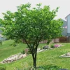Eastern Redbud Tree Live Plant 6-12 Inch Tall 4" Pot (Cercis canadensis) Outdoor - Image 1