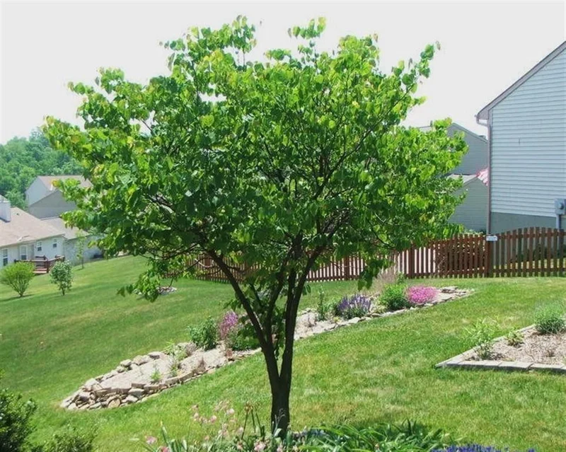 Eastern Redbud Tree Live Plant 6-12 Inch Tall 4" Pot (Cercis canadensis) Outdoor - Image 1