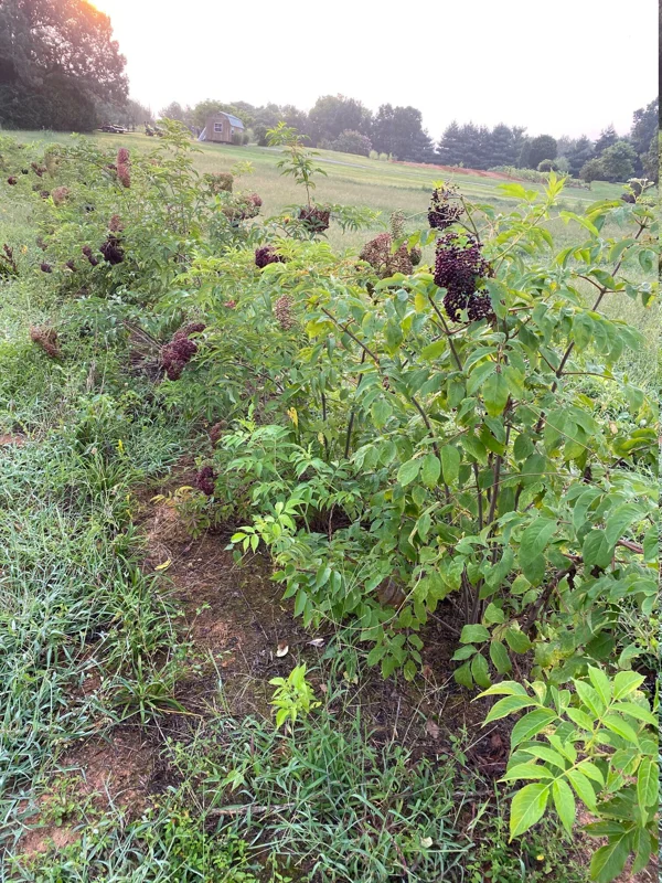 Elderberry Tree Live Plant 6-12 Inch Tall 4" Pot - Sambucus canadensis - Image 1