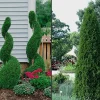 Emerald Green Arborvitae Live Plant – 25 Pack – 2.5" Pot – Outdoor Shrub - Image 1