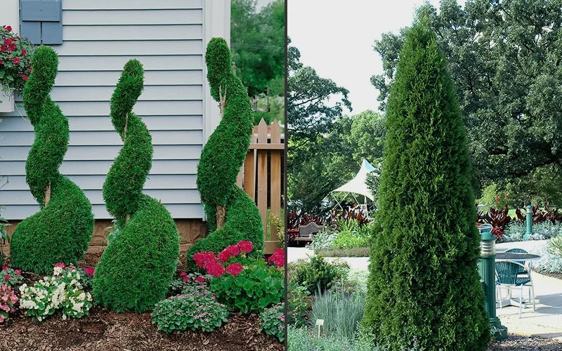 Emerald Green Arborvitae Live Plant – 25 Pack – 2.5" Pot – Outdoor Shrub - Image 1
