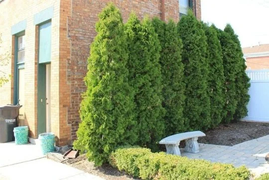 Emerald Green Arborvitae Live Plant – 6-12 Inch Tall 4" Pot – Outdoor Shrub - Image 1