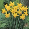 February Gold Daffodil Bulbs - Narcissus - 20 Count - Gold Flowers - Outdoor - Image 1