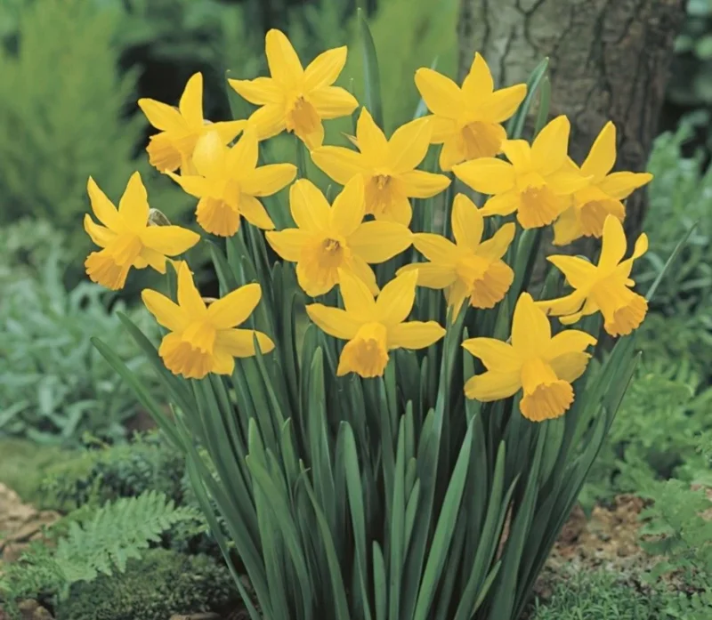 February Gold Daffodil Bulbs - Narcissus - 20 Count - Gold Flowers - Outdoor February Gold Daffodil Bulbs - Narcissus - 20 Count - Gold Flowers - Outdoor - Image 1