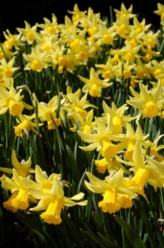 February Gold Daffodil Bulbs - Narcissus - 20 Count - Gold Flowers - Outdoor February Gold Daffodil Bulbs - Narcissus - 20 Count - Gold Flowers - Outdoor - Image 2