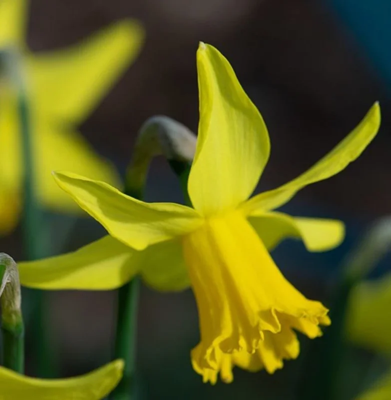 February Gold Daffodil Bulbs - Narcissus - 20 Count - Gold Flowers - Outdoor February Gold Daffodil Bulbs - Narcissus - 20 Count - Gold Flowers - Outdoor - Image 3