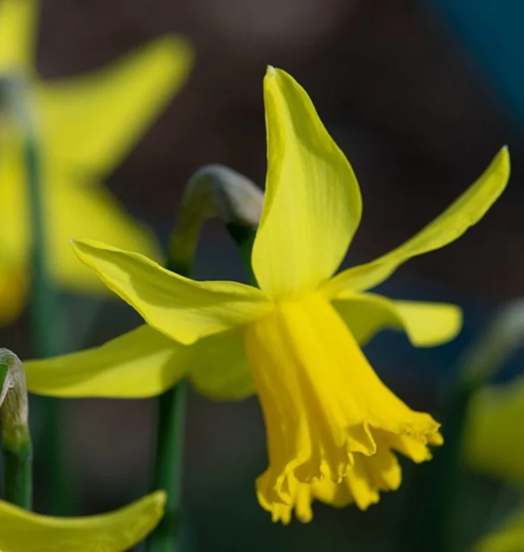 February Gold Daffodil Bulbs - Narcissus - 20 Count - Gold Flowers - Outdoor February Gold Daffodil Bulbs - Narcissus - 20 Count - Gold Flowers - Outdoor - Image 4