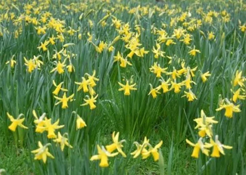 February Gold Daffodil Bulbs - Narcissus - 20 Count - Gold Flowers - Outdoor February Gold Daffodil Bulbs - Narcissus - 20 Count - Gold Flowers - Outdoor - Image 5