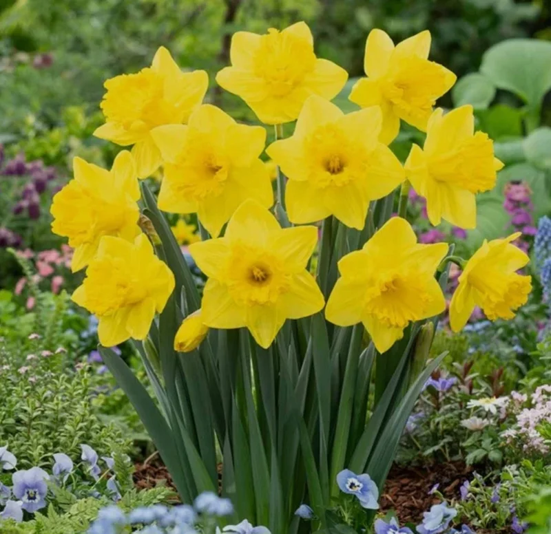 February Gold Daffodil Bulbs - Narcissus - 20 Count - Gold Flowers - Outdoor February Gold Daffodil Bulbs - Narcissus - 20 Count - Gold Flowers - Outdoor - Image 6