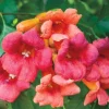 Flame Orange Trumpet Vine Live Plant – Bare Root – 1+ Foot Tall – Outdoor Climbing Vine - Image 1