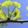 Ginkgo Biloba Tree Live Plant - Maidenhair Tree, 6-12 Inch Tall, 1 Quart Pot, Outdoor Ginkgo Biloba Tree Live Plant - Maidenhair Tree, 6-12 Inch Tall, 1 Quart Pot, Outdoor - Image 1