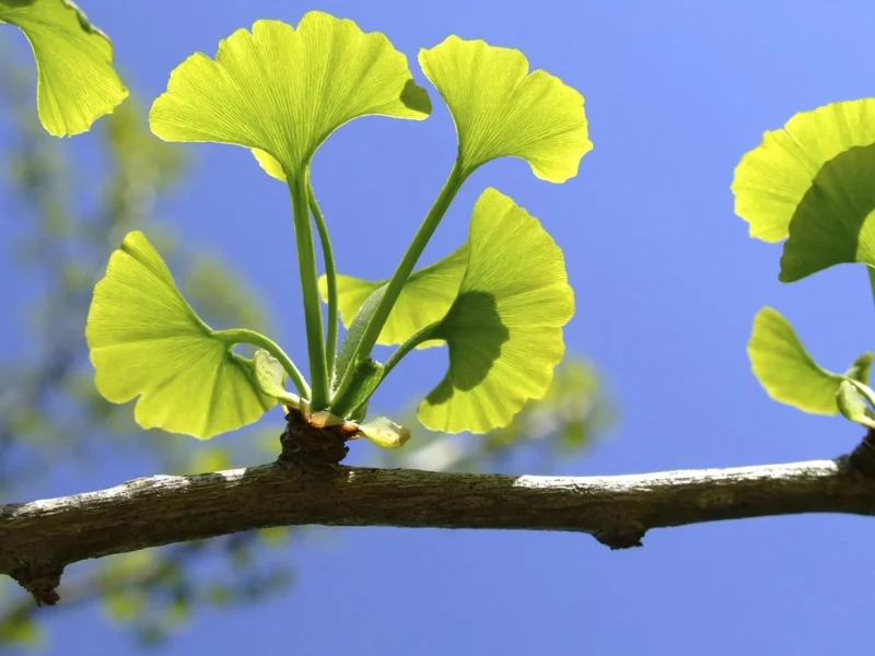 Ginkgo Biloba Tree Live Plant - Maidenhair Tree, 6-12 Inch Tall, 1 Quart Pot, Outdoor - Image 1