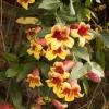 Golden Crossvine Bare Root Plant - Hardy Outdoor Vine - 1 Pack Golden Crossvine Bare Root Plant - Hardy Outdoor Vine - 1 Pack - Image 1
