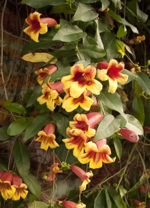 Golden Crossvine Live Plant Bare Root - 8-12 Inch Tall Vine for Outdoor Golden Crossvine Live Plant Bare Root - 8-12 Inch Tall Vine for Outdoor - Image 1