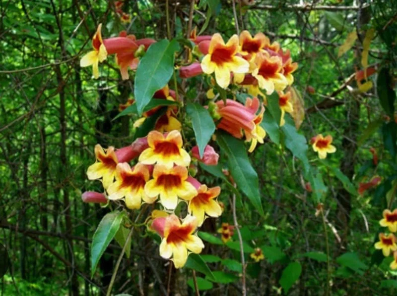 Golden Crossvine Live Plant Bare Root - 8-12 Inch Tall Vine for Outdoor Golden Crossvine Live Plant Bare Root - 8-12 Inch Tall Vine for Outdoor - Image 2