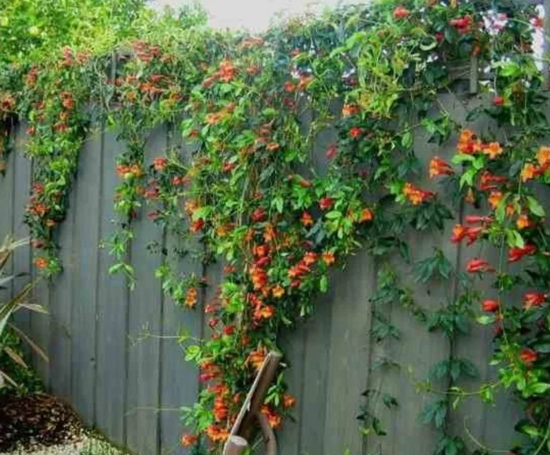 Golden Crossvine Live Plant Bare Root - 8-12 Inch Tall Vine for Outdoor Golden Crossvine Live Plant Bare Root - 8-12 Inch Tall Vine for Outdoor - Image 3