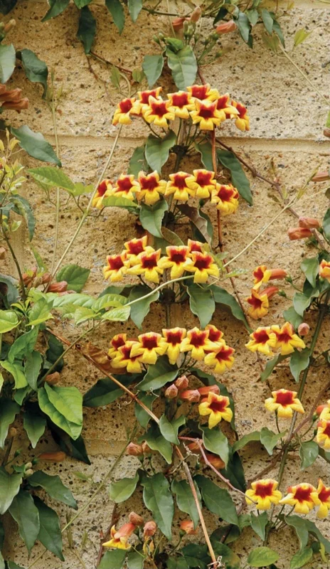 Golden Crossvine Live Plant Bare Root - 8-12 Inch Tall Vine for Outdoor Golden Crossvine Live Plant Bare Root - 8-12 Inch Tall Vine for Outdoor - Image 4