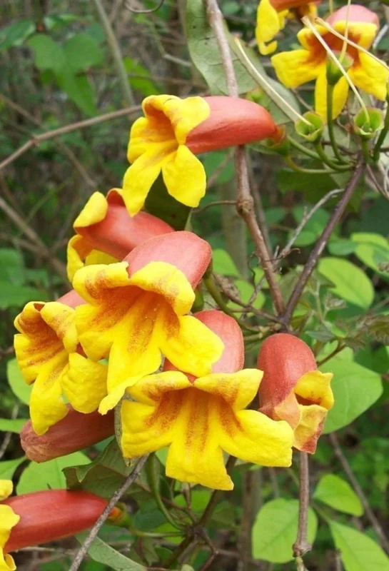 Golden Crossvine Live Plant Bare Root - 8-12 Inch Tall Vine for Outdoor Golden Crossvine Live Plant Bare Root - 8-12 Inch Tall Vine for Outdoor - Image 5