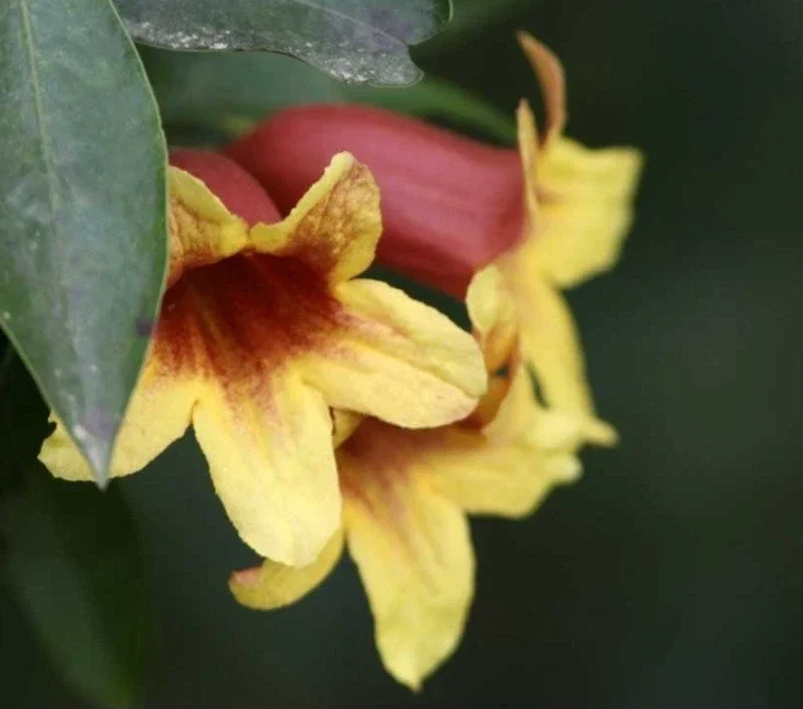 Golden Crossvine Live Plant Bare Root - 8-12 Inch Tall Vine for Outdoor Golden Crossvine Live Plant Bare Root - 8-12 Inch Tall Vine for Outdoor - Image 6
