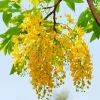 Golden Shower Tree Seeds - Cassia Fistula - Yellow Tropical Flower Tree - Choose 5 or 10 Seeds - Image 1