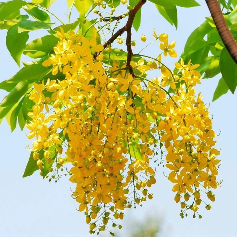 Golden Shower Tree Seeds - Cassia Fistula - Yellow Tropical Flower Tree - Choose 5 or 10 Seeds - Image 1