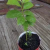 Graviola Soursop Live Plant - 4-9" Tall - Annona muricata - Sweet Guanabana Tropical Fruit Tree - Image 1