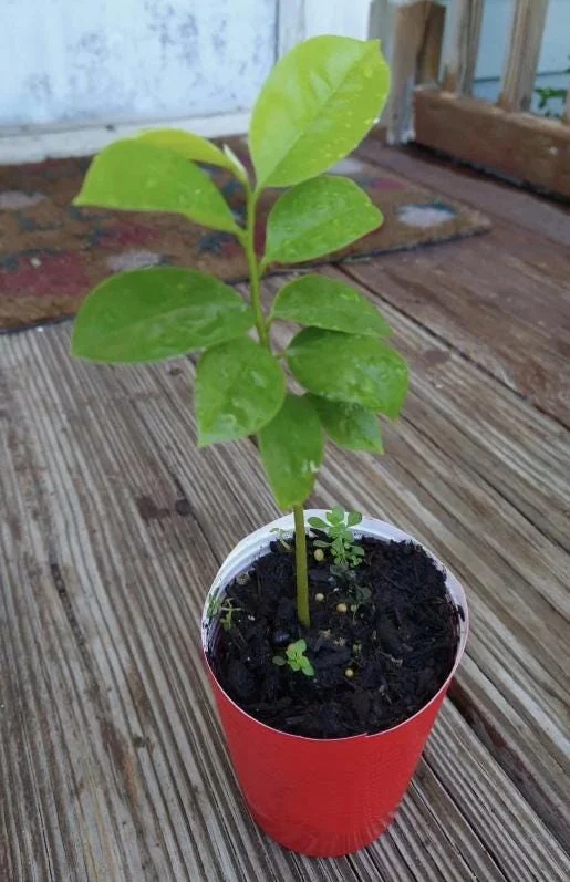Graviola Soursop Live Plant - 4-9" Tall - Annona muricata - Sweet Guanabana Tropical Fruit Tree - Image 1