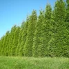 Green Giant Arborvitae Live Plant 18-24" Tall - Thuja Plicata Privacy Tree - Image 1