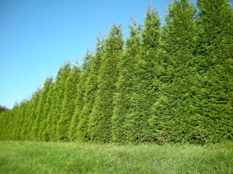 Green Giant Arborvitae Live Plant 18-24" Tall - Thuja Plicata Privacy Tree - Image 1