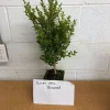 Green Mountain Boxwood Tree Live Plant 6 to 12 Inch Tall qt. pot Green Mountain Boxwood Tree Live Plant 6 to 12 Inch Tall qt. pot - Image 1
