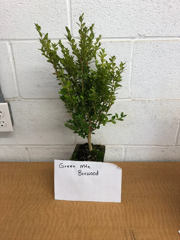 Green Mountain Boxwood Tree Live Plant 6 to 12 Inch Tall qt. pot - Image 1