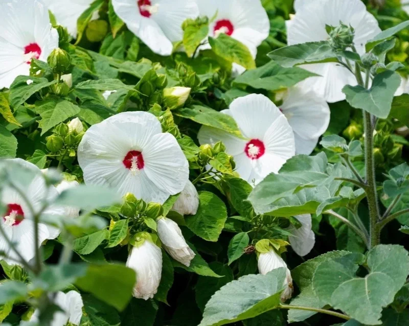 Hardy White Hibiscus Grandiflorus Live Plant Bare Root - Cold Climate Shrub - Image 2