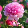 Heirloom Pink Climbing Rose Bush Live Plant Bare Root - 1 Foot Tall, Outdoor Heirloom Pink Climbing Rose Bush Live Plant Bare Root - 1 Foot Tall, Outdoor - Image 1