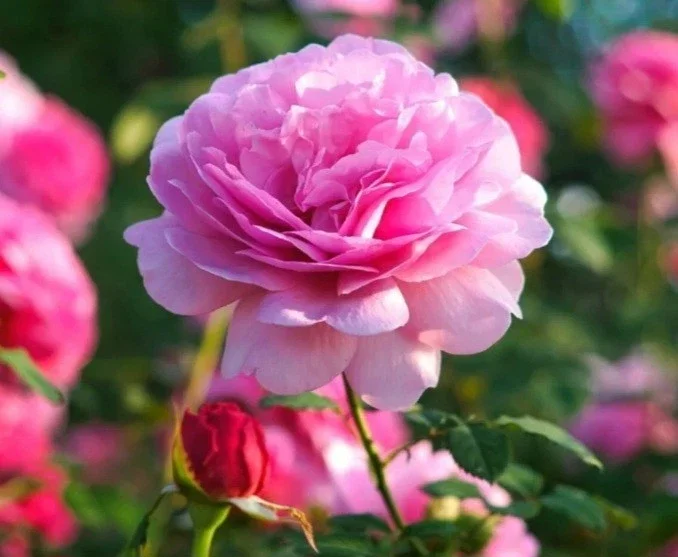 Heirloom Pink Climbing Rose Bush Live Plant Bare Root - 1 Foot Tall, Outdoor Heirloom Pink Climbing Rose Bush Live Plant Bare Root - 1 Foot Tall, Outdoor - Image 1