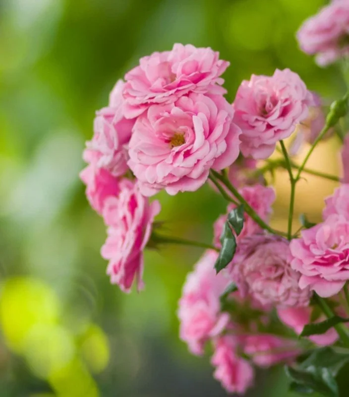 Heirloom Pink Climbing Rose Bush Live Plant Bare Root - 1 Foot Tall, Outdoor Heirloom Pink Climbing Rose Bush Live Plant Bare Root - 1 Foot Tall, Outdoor - Image 2