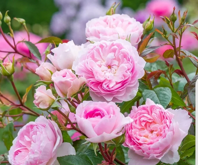 Heirloom Pink Climbing Rose Bush Live Plant Bare Root - 1 Foot Tall, Outdoor Heirloom Pink Climbing Rose Bush Live Plant Bare Root - 1 Foot Tall, Outdoor - Image 3