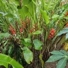 Heliconia Bihai Guapa Rhizome - Exotic Tropical Flower - Large 10 inch Rhizome - Image 1