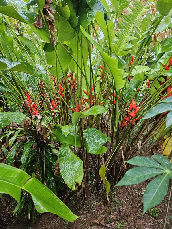 Heliconia Bihai Guapa Rhizome - Exotic Tropical Flower - Large 10 inch Rhizome - Image 1