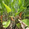 Heliconia Bihai x Caribaea Jacquinii Rhizome - Tropical Live Plant - Attracts Pollinators - Image 1
