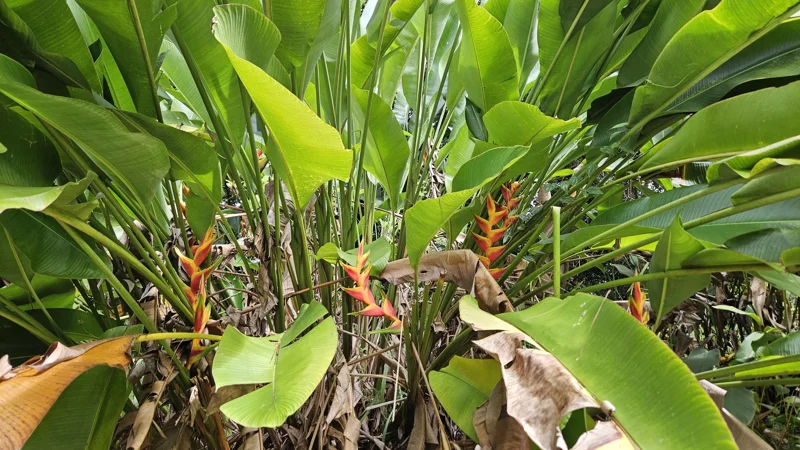 Heliconia Bihai x Caribaea Jacquinii Rhizome - Tropical Live Plant - Attracts Pollinators - Image 1