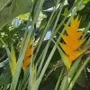 Heliconia Caribaea Yellow Rhizome - Exotic Tropical Flower Plant for Warm Climates - Image 1